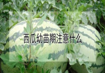 西瓜幼苗期注意什么？