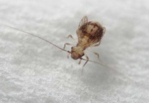 书虱会爬人耳朵里吗？