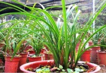 兰花服盆期如何管理