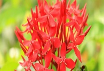 仙丹花有毒吗？