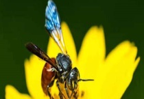 蜜蜂副伤寒病的治疗 附诊断多久？