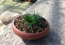 金钱木出锦怎么回事