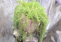 盆垂草有毒吗？