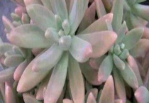 秋丽和铭月的区别？