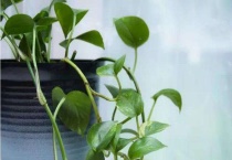 绿萝生小黑虫怎么办？