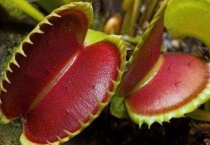 新手养捕蝇草注意什么？