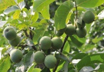 核桃树怎么打头