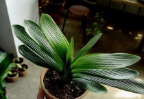 君子兰光照的要求