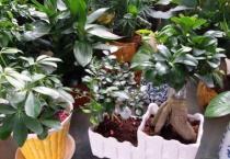 82属狗适合养什么植物