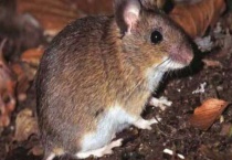 养老鼠会不会得鼠疫