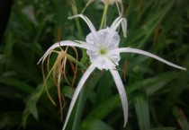 水鬼蕉有毒吗？