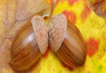 榛子和橡子的区别？ 详细介绍