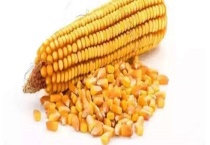 龙高l2玉米种子基本介绍 有哪些品种特征和优势