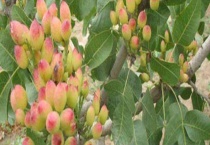 开心果树病虫害防治技术 附危害特征