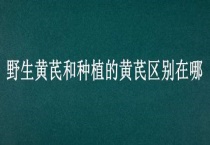 野生黄芪和种植的黄芪区别？在哪