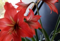 对对红叶子太长怎么办？