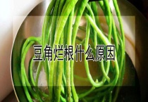 豆角烂根什么原因？