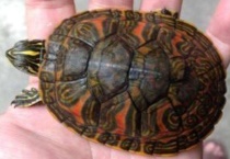 如何养出血红的火焰龟