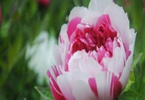 岛锦牡丹和二乔的区别？