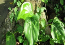 尖尾芋和海芋区别？