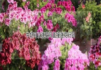牛奶可以浇花吗直接浇花行吗？