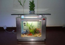 怎么控制金苔鼠不吸鱼