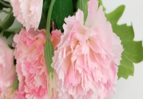 康乃馨和玫瑰的区别？ 详细介绍