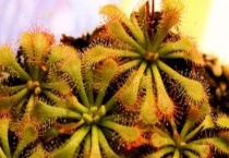 什么是勺叶茅膏菜