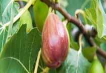 无花果属于哪个季节的水果 无花果怎么吃