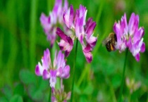 小冠花有毒吗？