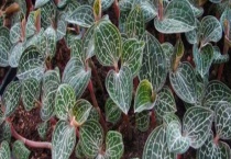 金线莲种植有前途吗 附金线莲种植风险