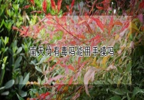 南天竹有毒吗能用手摸吗？