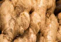 怎么种姜才能长得又大又长？