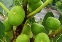 无花果何时摘心