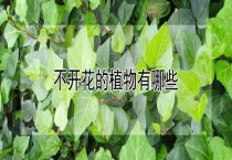 不开花的植物有哪些？