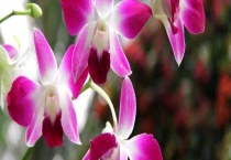 洋兰属于兰花吗？