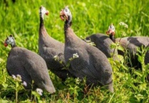 野生珍珠鸡是不是保护动物