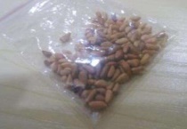 干瘪的种子可以萌发吗？