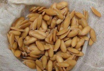 香瓜种子如何催芽