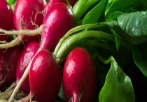 小水萝卜的叶子能不能吃 有哪些常见做法