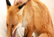 宠物狐狸多少钱一只？如何饲养