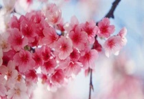 西府海棠和樱花的区别？