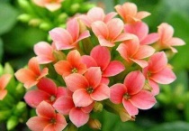 长寿花黑杆是怎么回事