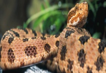 蛇的寿命有多长？是胎生还是卵生