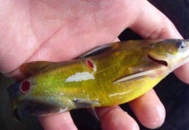 小瓜虫的天敌是什么？