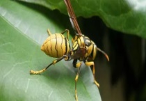 胡蜂蜂王多少钱一只 胡蜂群体的职能分配