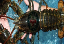 大龙虾的价格大概多少 与小龙虾有什么不同