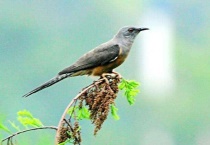 杜鹃鸟寄生会失败吗？