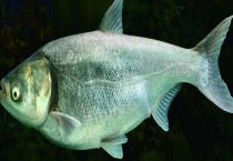 鳙鱼吃什么食物？附其摄食规律