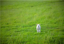 一亩黑麦草能养几只羊
